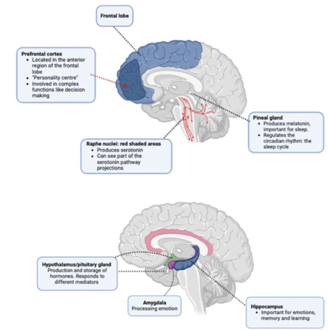 Brain illustration used in Chapter 4, The Science of Kindness